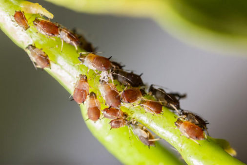 Aphids_02