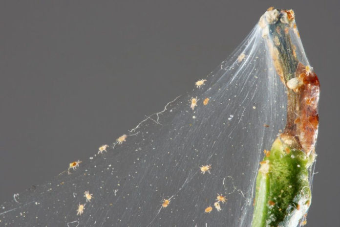 SpiderMites